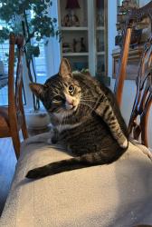 Lost Female Cat last seen valley dr, Hermosa Beach, CA 90254