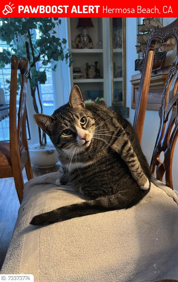 Lost Female Cat last seen valley dr, Hermosa Beach, CA 90254