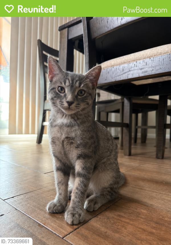 Reunited Female Cat last seen Nehring Ave/Monahan Ave, Staten Island, NY 10314