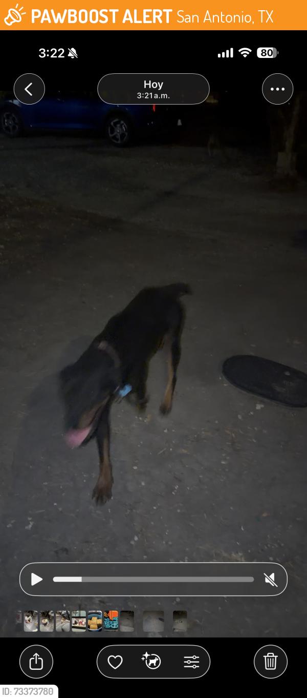 Found/Stray Male Dog last seen I live near south park mall, San Antonio, TX 78221