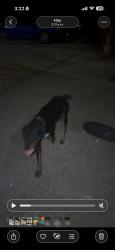 Found/Stray Male Dog last seen I live near south park mall, San Antonio, TX 78221