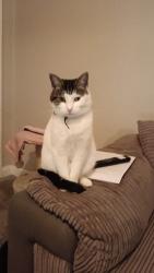 Lost Female Cat last seen Hayes town, Greater London, England 