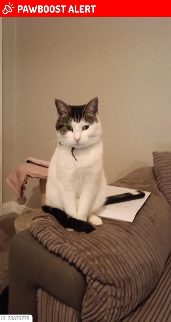 Lost Female Cat last seen Hayes town, Greater London, England 