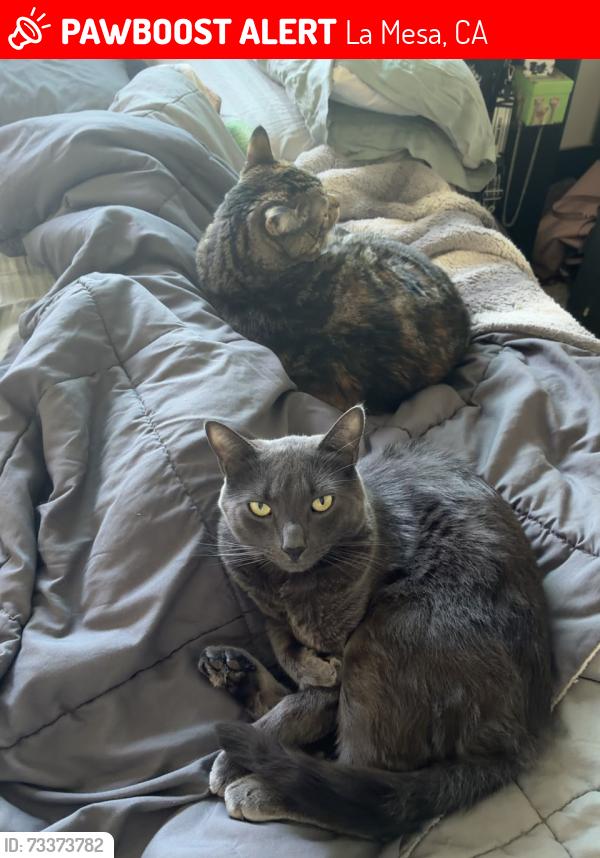Lost Male Cat last seen Palm ave, La Mesa, CA 91941