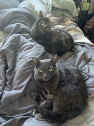 Lost Male Cat last seen Palm ave, La Mesa, CA 91941