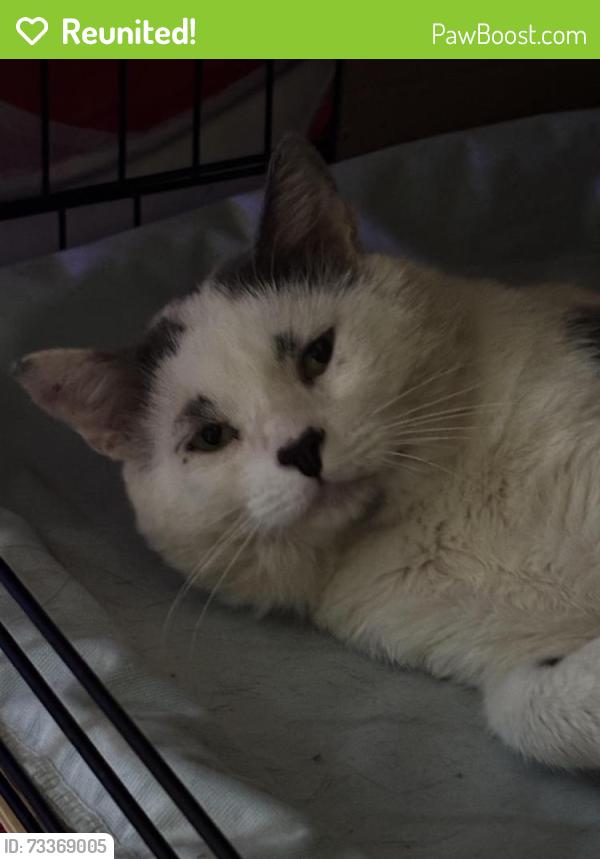 Reunited Male Cat last seen Elizabeth Ave, Avalon, PA 15202