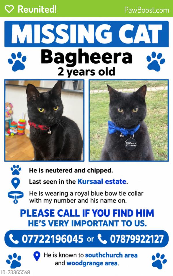 Reunited Male Cat last seen Southchurch Manor Park woodgrange drive. Kursaal est. Southchurch avenue, Southend-on-Sea, England 