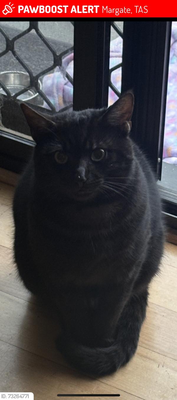 Lost Male Cat last seen Margate, Margate, TAS 7054