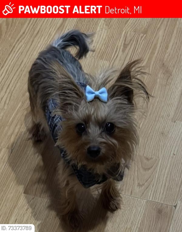 Lost Female Dog last seen Btw Schoolcraft and Grand River/ Southfield and Greenfield, Detroit, MI 48227