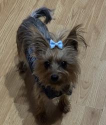 Lost Female Dog last seen Btw Schoolcraft and Grand River/ Southfield and Greenfield, Detroit, MI 48227