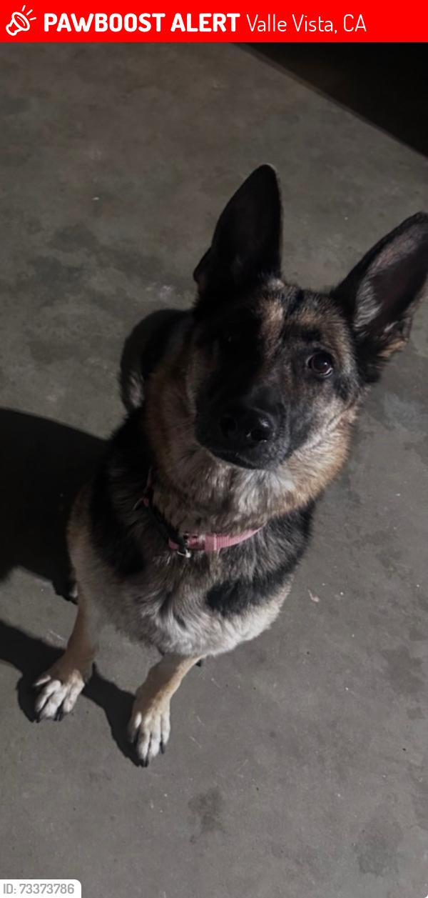 Lost Female Dog last seen New Chicago Ave and Acacia Ave, Valle Vista, CA 92544