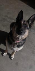 Lost Female Dog last seen New Chicago Ave and Acacia Ave, Valle Vista, CA 92544