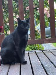 Reunited Male Cat last seen Corner of 7th and 95th in greenwood, Seattle, WA 98117