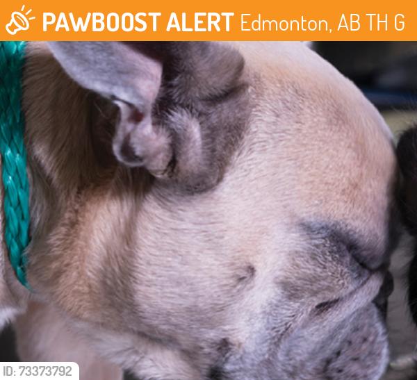 Found/Stray Male Dog last seen Huntington hill nw behind Boston’s pizza, Edmonton, AB T6H 5G1
