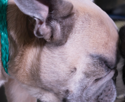 Found/Stray Male Dog last seen Huntington hill nw behind Boston’s pizza, Edmonton, AB T6H 5G1
