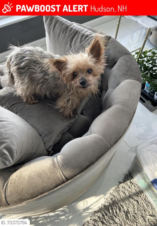 Lost Male Dog last seen Near Robinson Pond Dr, Hudson, NH 03051