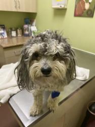 Lost Male Dog last seen Laguna seca and joshua, San Bernardino County, CA 92307