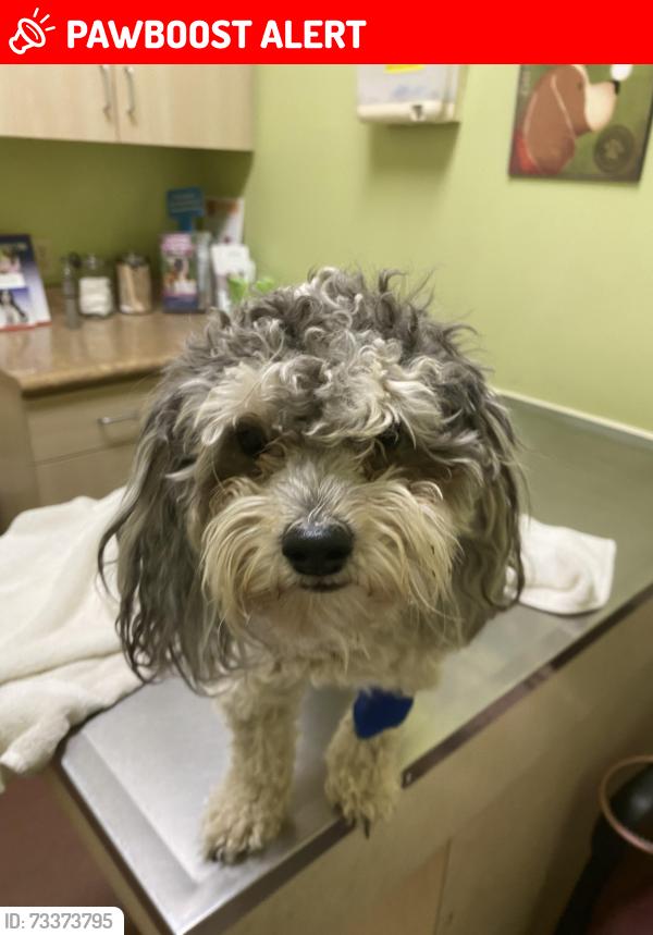 Lost Male Dog last seen Laguna seca and joshua, San Bernardino County, CA 92307