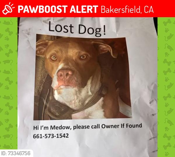 Lost Female Dog last seen Olive and Knutson, Bakersfield, CA 93308