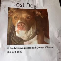 Lost Female Dog last seen Olive and Knutson, Bakersfield, CA 93308