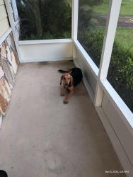 Reunited Female Dog last seen Ridgelake Rd/Jacob Dr, Crestview, FL 32536