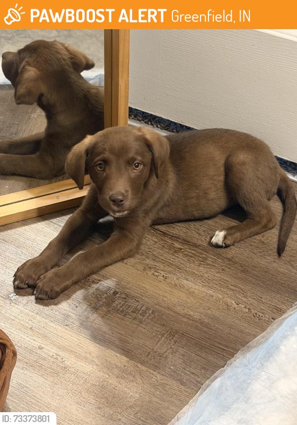 Found/Stray Female Dog last seen Washington Village apmt parking lot, Greenfield, IN 46140