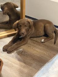 Found/Stray Female Dog last seen Washington Village apmt parking lot, Greenfield, IN 46140