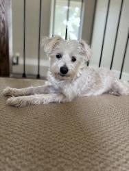 Reunited Female Dog last seen Neighborhood in between Glade Road and Hall Johnson in Grapevine, Grapevine, TX 76051