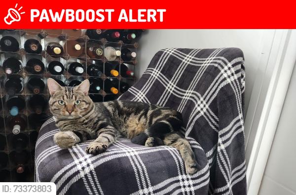 Lost Male Cat last seen Hudson Street/West Street, Oxfordshire, England 