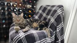 Lost Male Cat last seen Hudson Street/West Street, Oxfordshire, England 