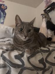 Lost Male Cat last seen Afters, Pasadena, CA 91106