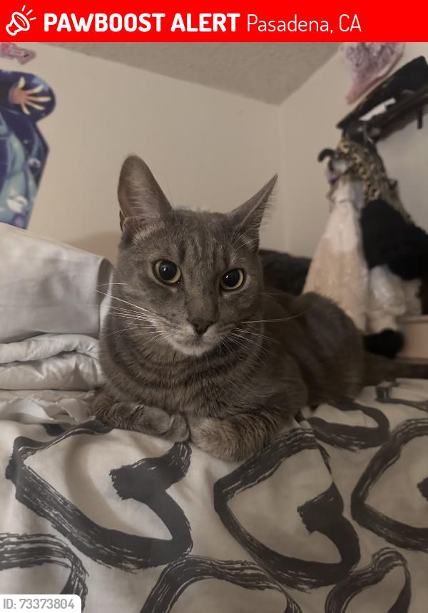Lost Male Cat last seen Afters, Pasadena, CA 91106