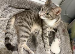 Lost Female Cat last seen Around E Ridge Road and Honeycutt Road, Salisbury, NC 28144