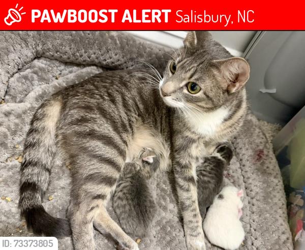 Lost Female Cat last seen Around E Ridge Road and Honeycutt Road, Salisbury, NC 28144
