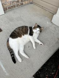 Lost Male Cat last seen 131st and Cumberland rd, Fishers, IN 46037