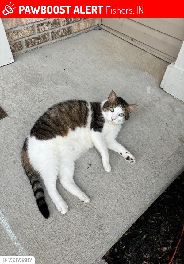 Lost Male Cat last seen 131st and Cumberland rd, Fishers, IN 46037