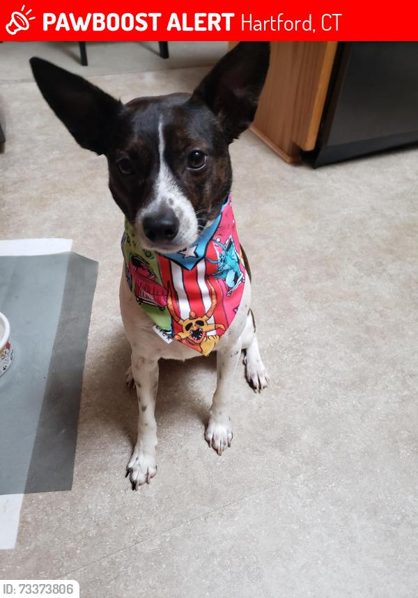 Lost Male Dog last seen Main St, Hartford, CT 06120