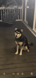 Reunited Female Dog last seen Coolamber Drive, Powder Springs, GA 30127