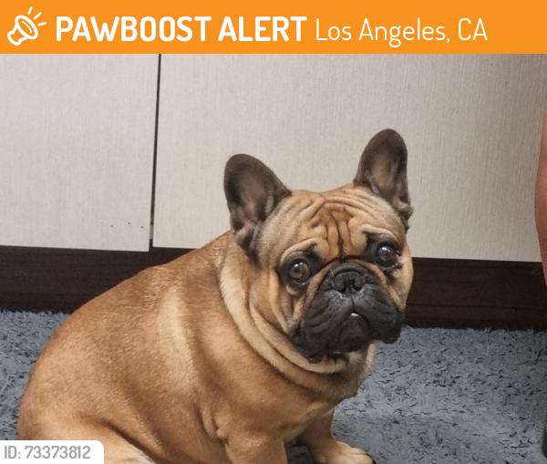 Found/Stray Female Dog last seen Downtown, Los Angeles, CA 90012