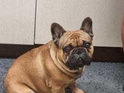 Found/Stray Female Dog last seen Downtown, Los Angeles, CA 90012
