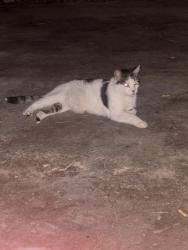 Found/Stray Unknown Cat last seen Yale Rd/ Covington Pike, Memphis, TN 38128