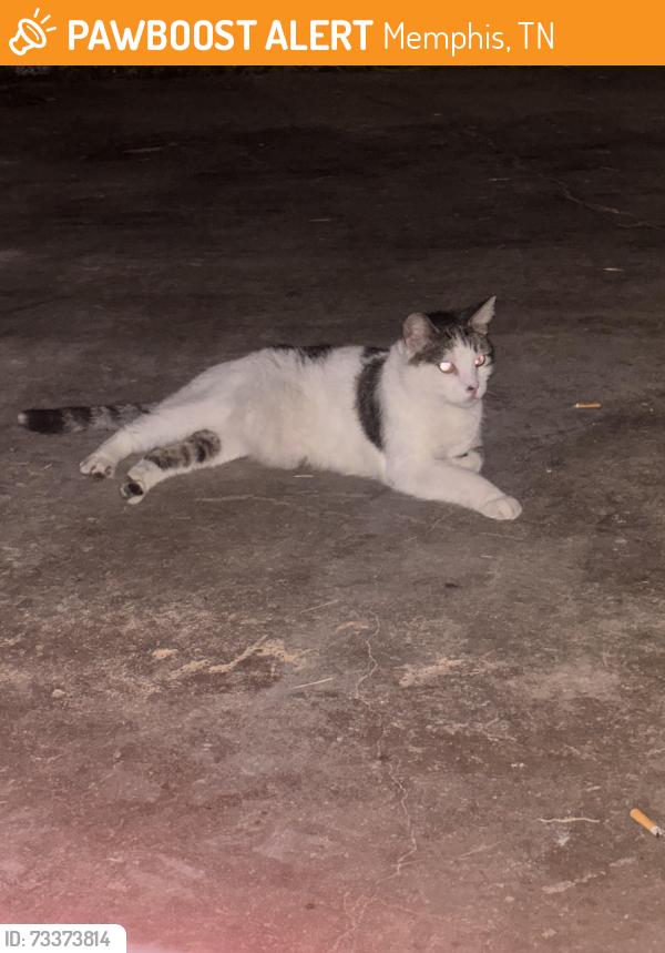 Found/Stray Unknown Cat last seen Yale Rd/ Covington Pike, Memphis, TN 38128