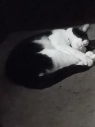Lost Male Cat last seen Ave g Columbia, Columbia, PA 17512