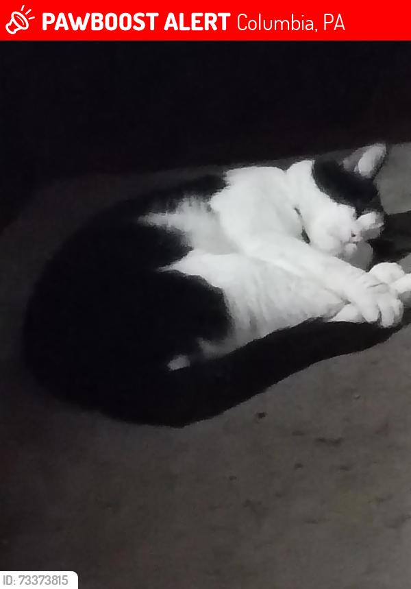 Lost Male Cat last seen Ave g Columbia, Columbia, PA 17512
