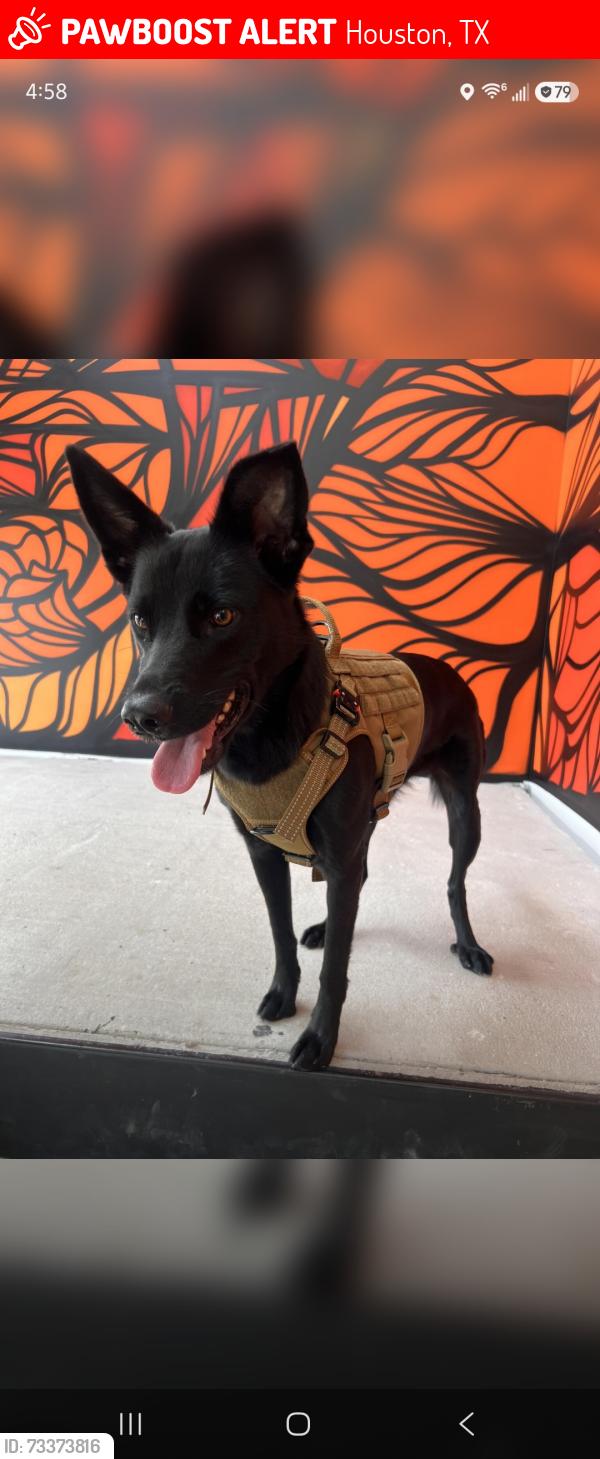 Lost Female Dog last seen Boyce-Dorian Park, Houston, TX 77020