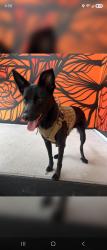 Lost Female Dog last seen Boyce-Dorian Park, Houston, TX 77020
