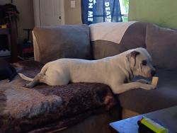 Reunited Male Dog last seen Ne Lobster rd psl 34983, Port St. Lucie, FL 34983