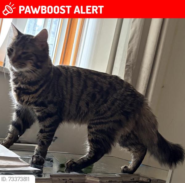 Lost Male Cat last seen Cathall Leisure Centre, Greater London, England E11 4YJ