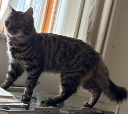 Lost Male Cat last seen Cathall Leisure Centre, Greater London, England E11 4YJ