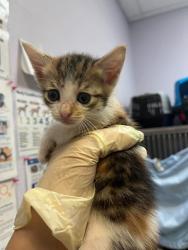 Shelter Stray Female Cat last seen Bexar County, 3353 Morningside Dr, New Braunfels, TX 78132, USA